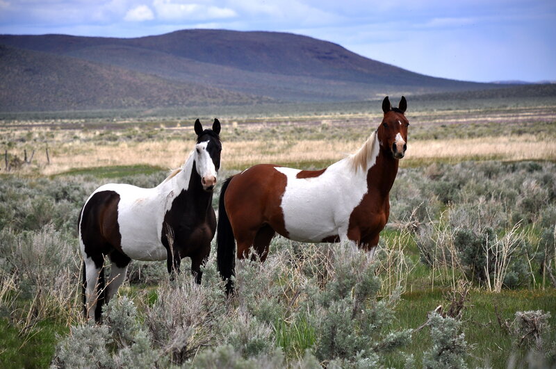 Two Pinto Horses — Brown, Serene