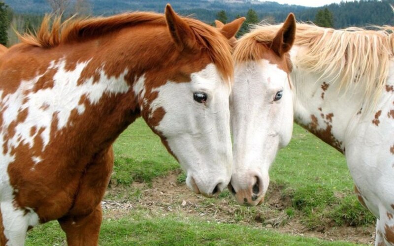 Two Pinto Horses — Brown