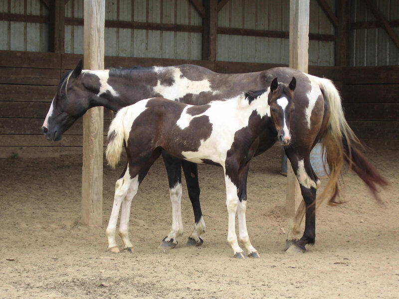 Two pinto horses in a barn