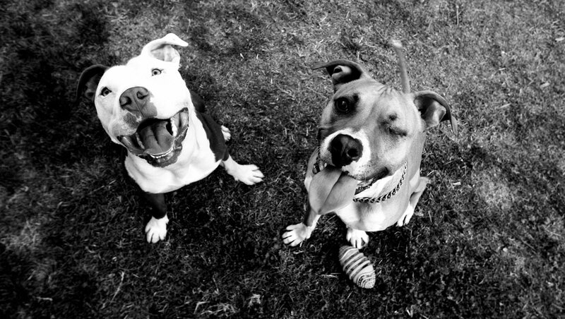 Two Pit Bull Dogs — Black
