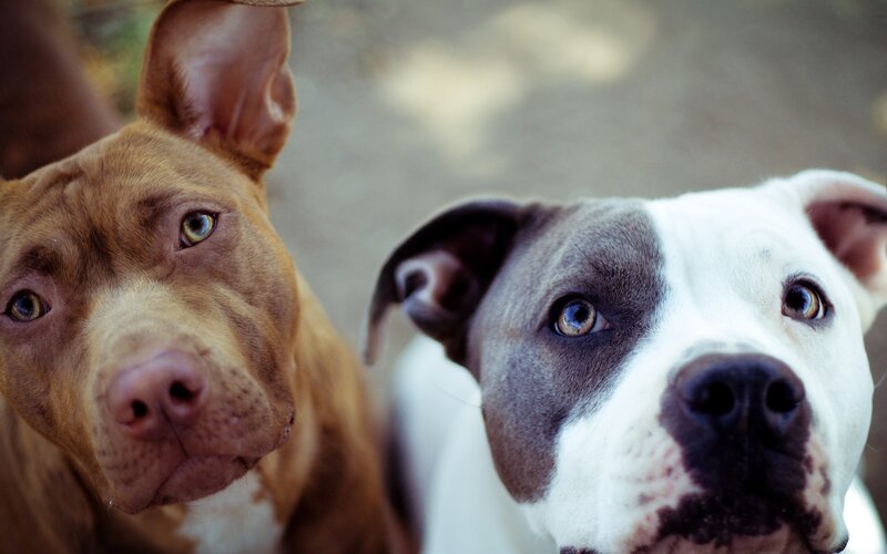 Two Pit Bull Dogs — Brown, Calm