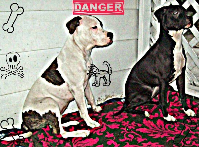 Two Pit Bull Dogs