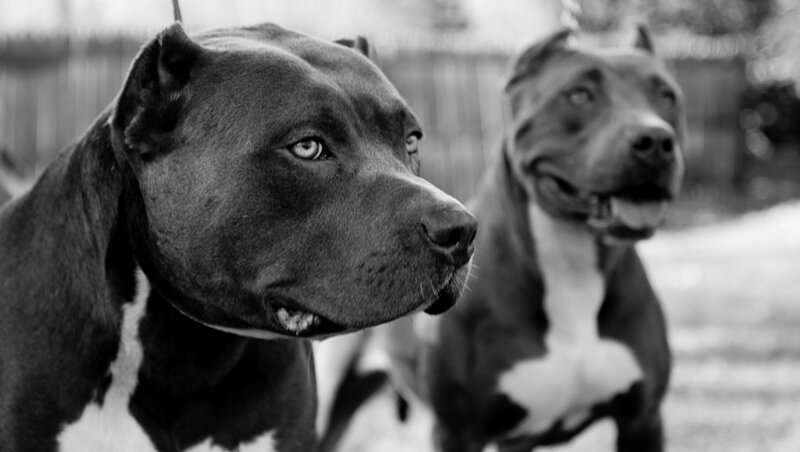 Two Pitbull Dogs — Black