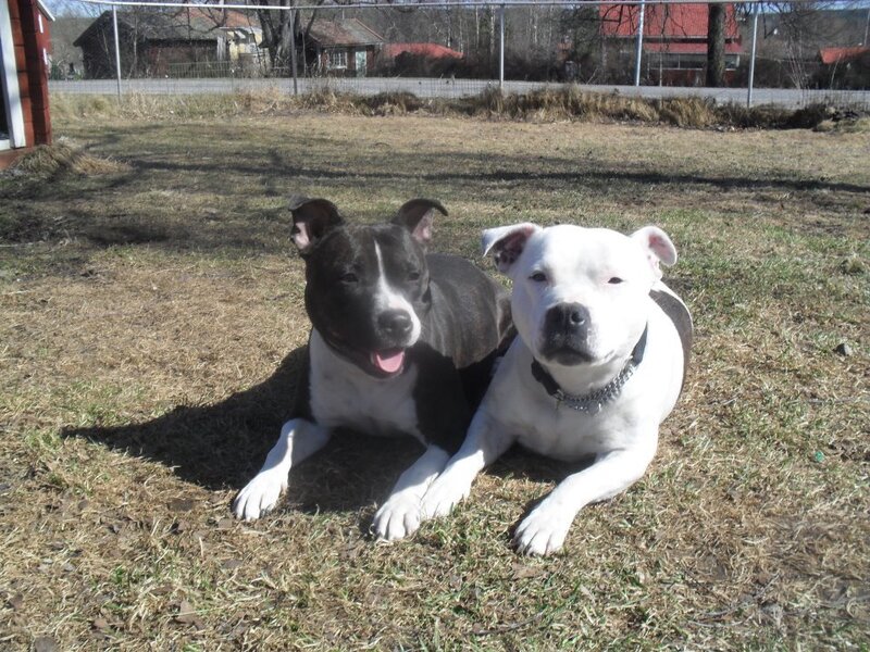 Two Pitbull Dogs