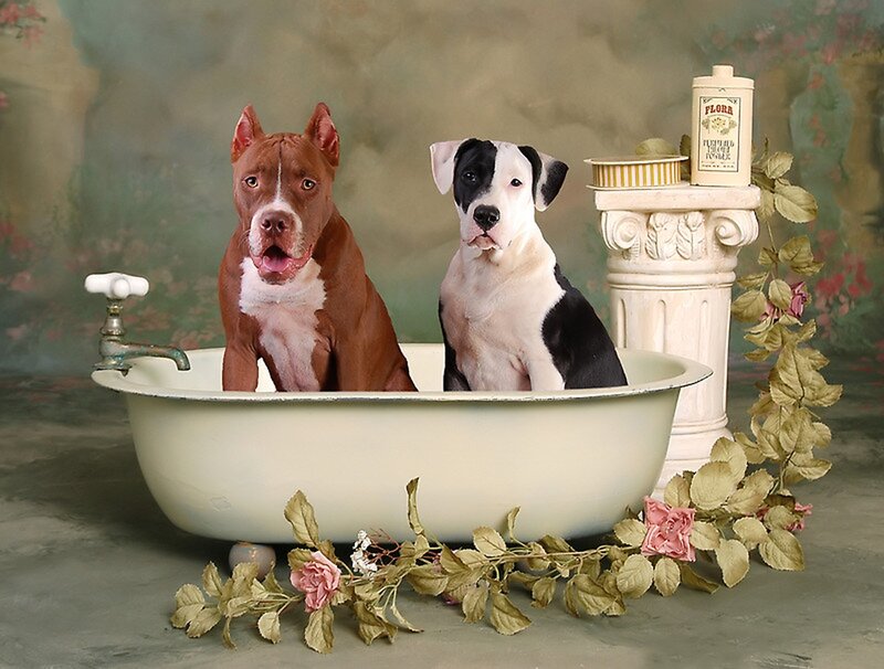 Two Pitbulls in Bathtub — White