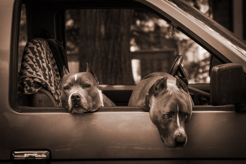 Two Pitbulls in Truck