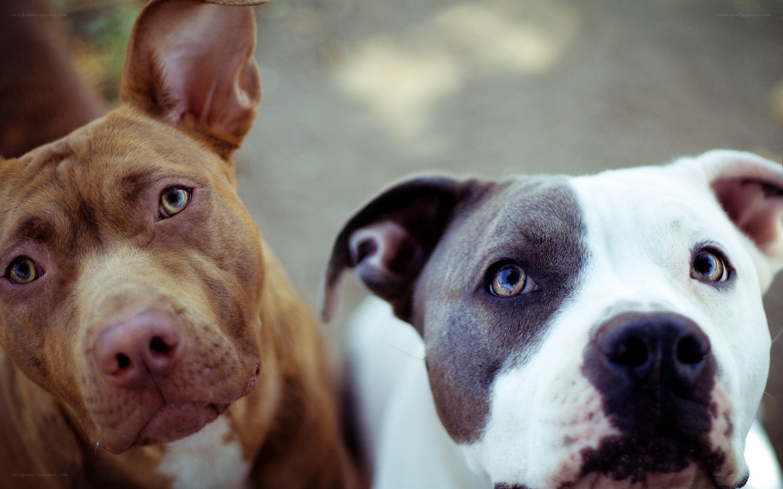 two pitbulls looking up