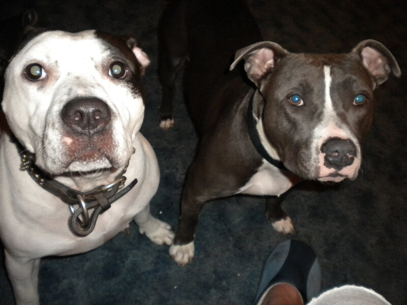 two pitbulls looking up