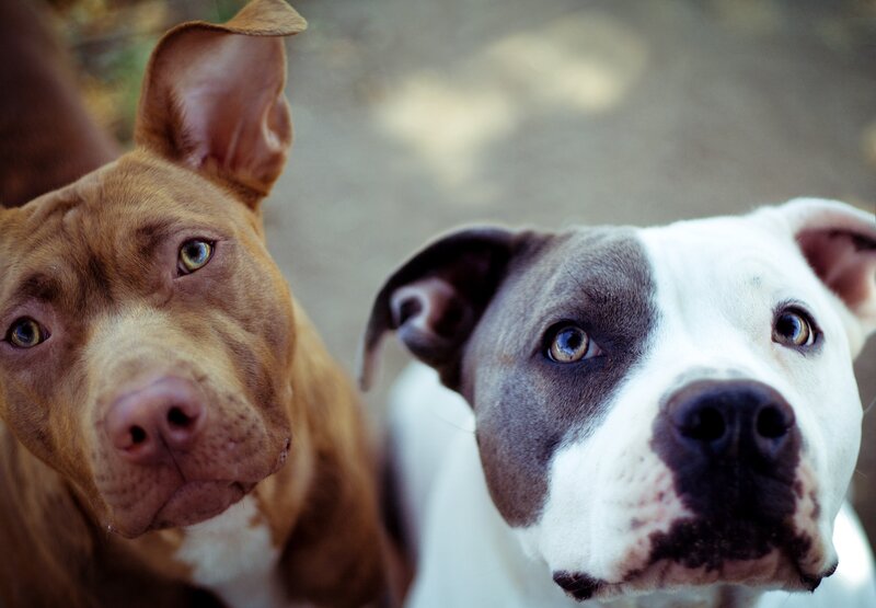 two pitbulls looking up