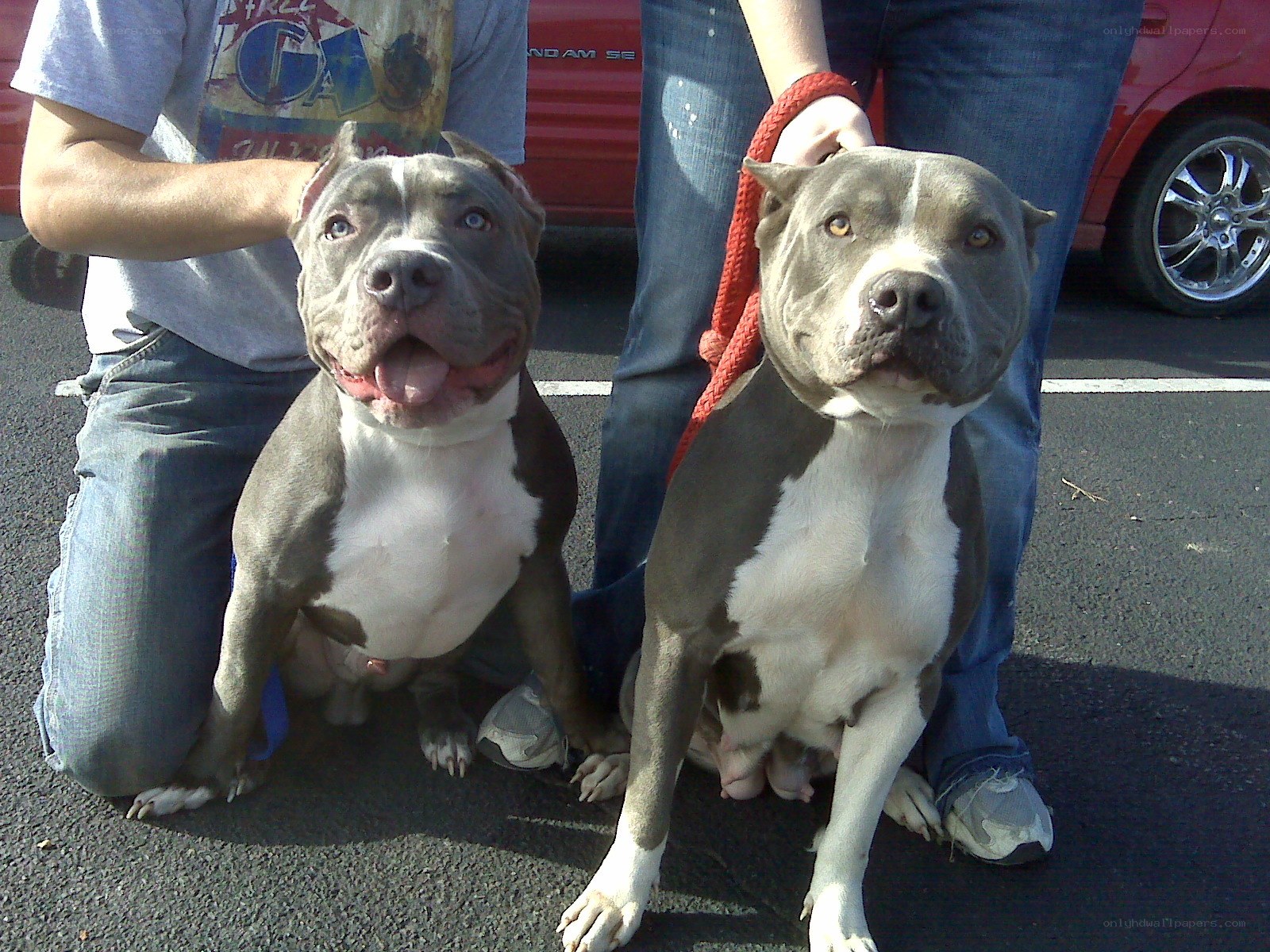 two pitbulls with owners