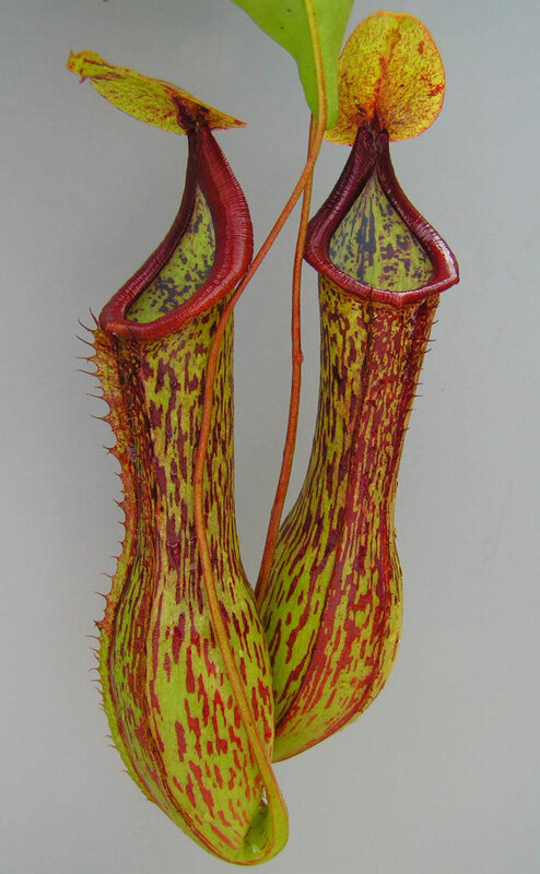 two pitcher plants hanging