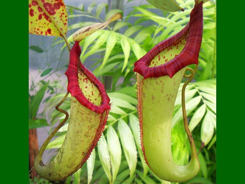 two pitcher plants in a greenhouse