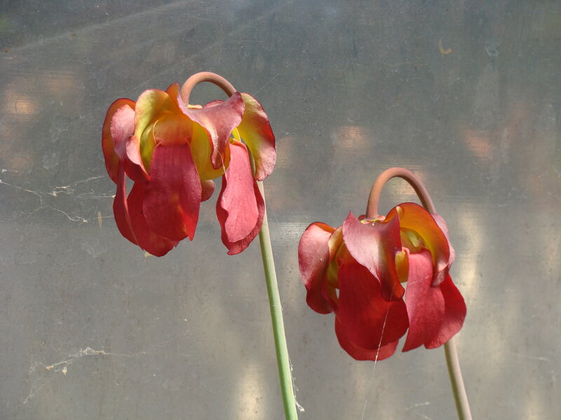 Two Pitcher Plants