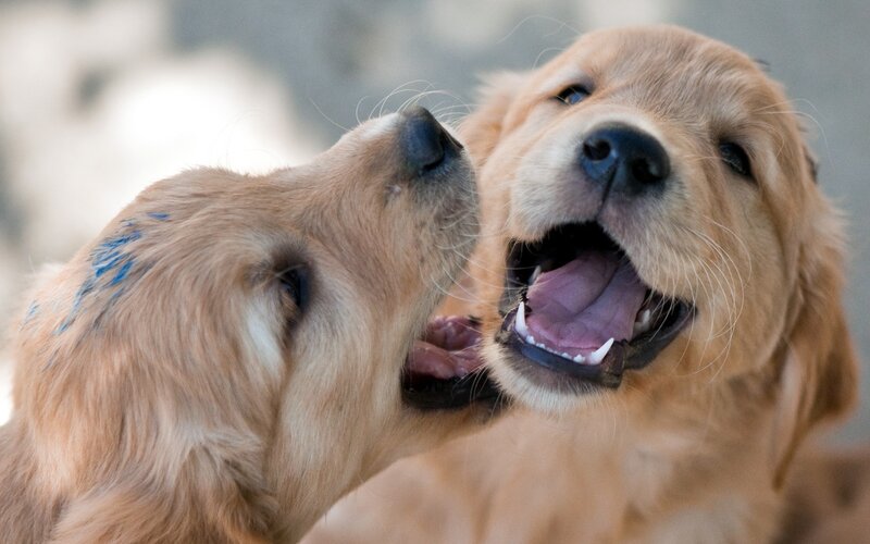 Two playful golden retriever puppies