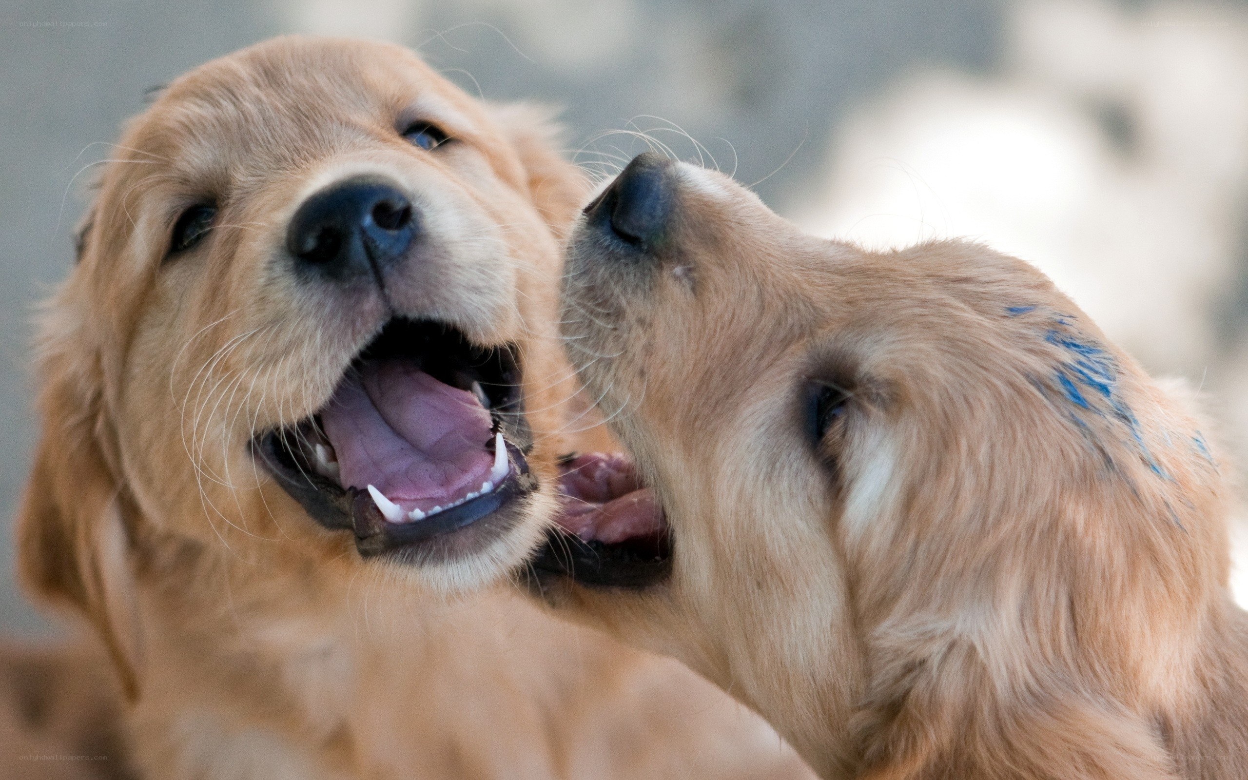 Two playful golden retriever puppies