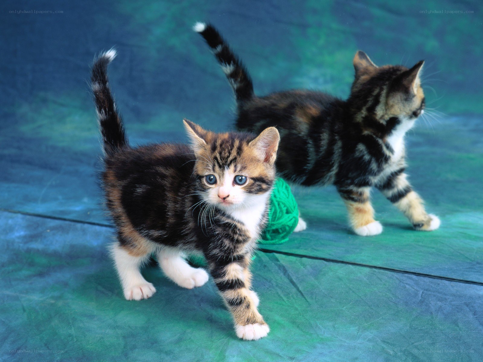 Two playful kittens on a green backdrop
