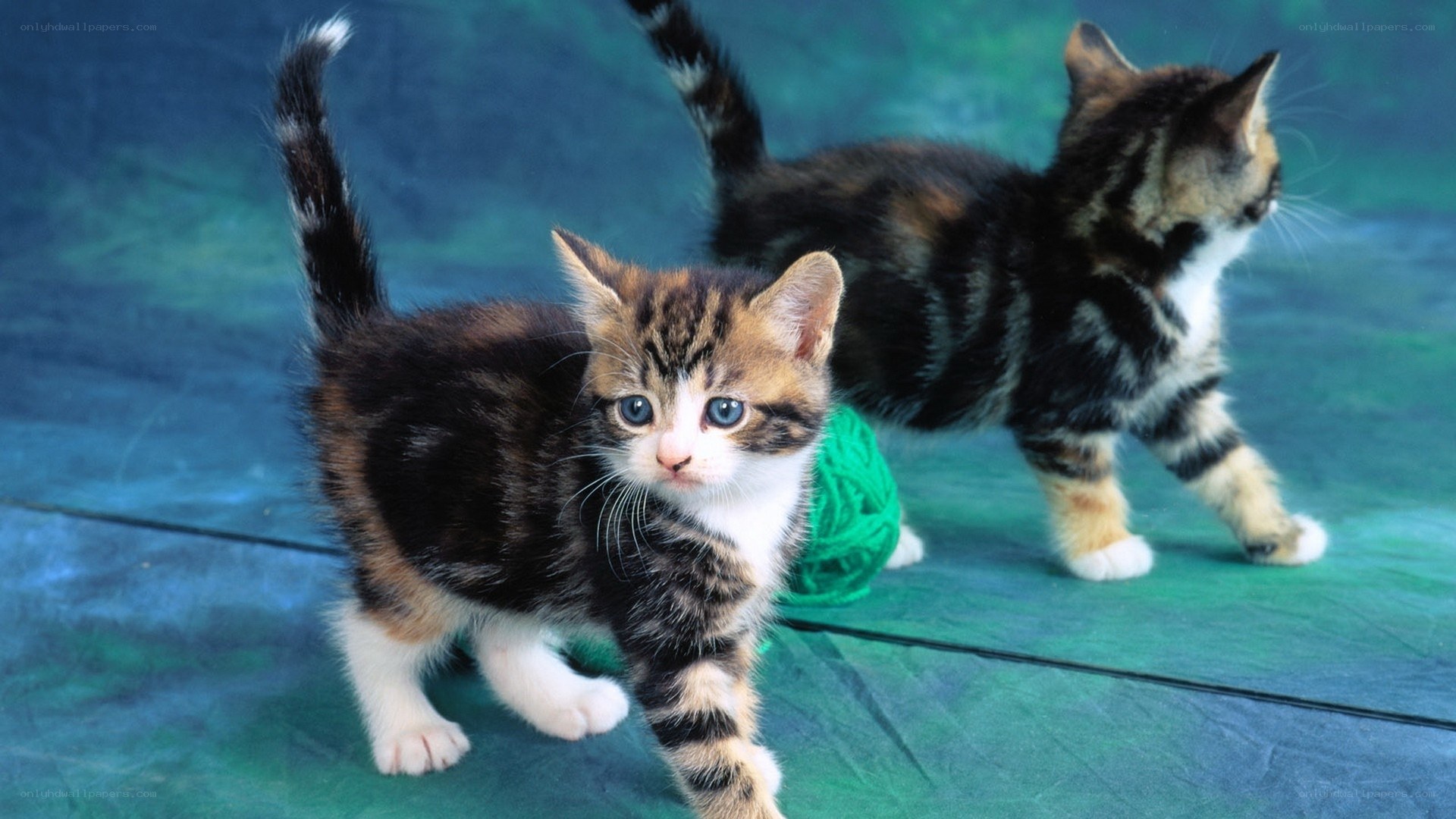 Two playful kittens on green