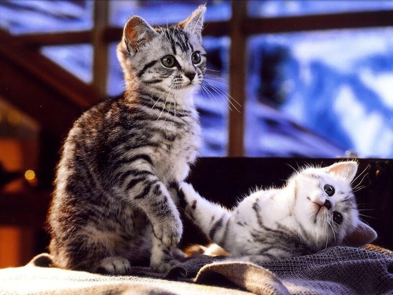 Two playful kittens together