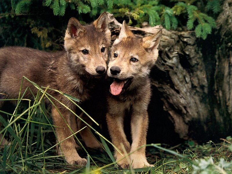 Two playful wolf pups