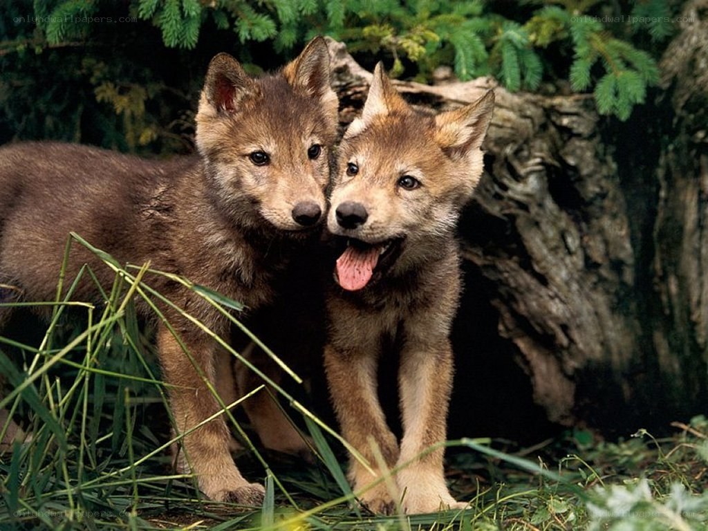 Two playful wolf pups