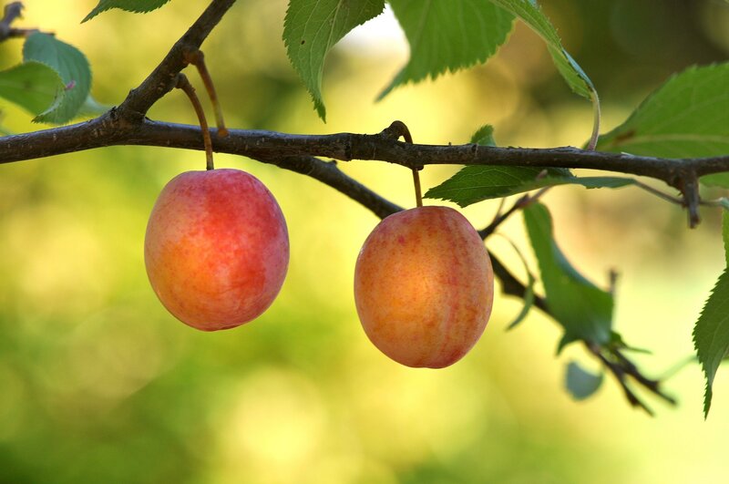Two Plums on a Branch — Green