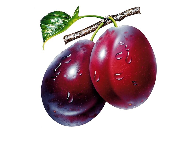 Two Plums on a Branch — Red, Fresh