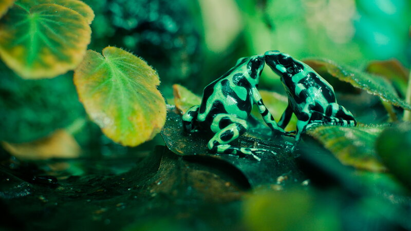 Two Poison Dart Frogs — Green, Natural, Photograph