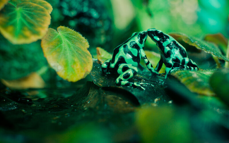 Two Poison Dart Frogs — Green, Natural