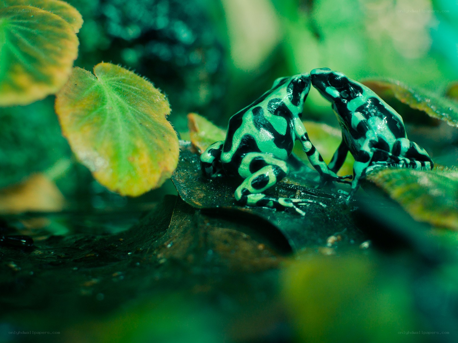 Two poison dart frogs interacting
