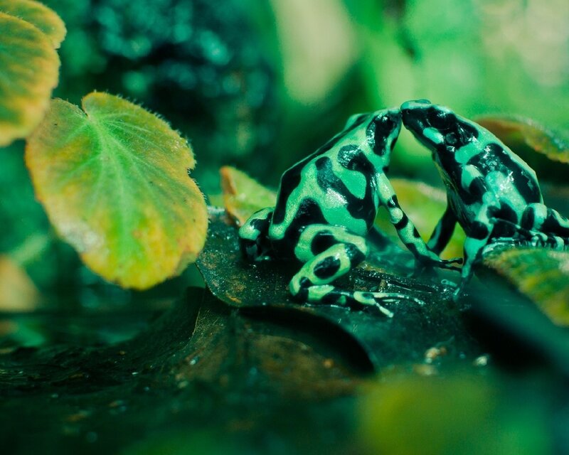 Two Poison Dart Frogs — Natural