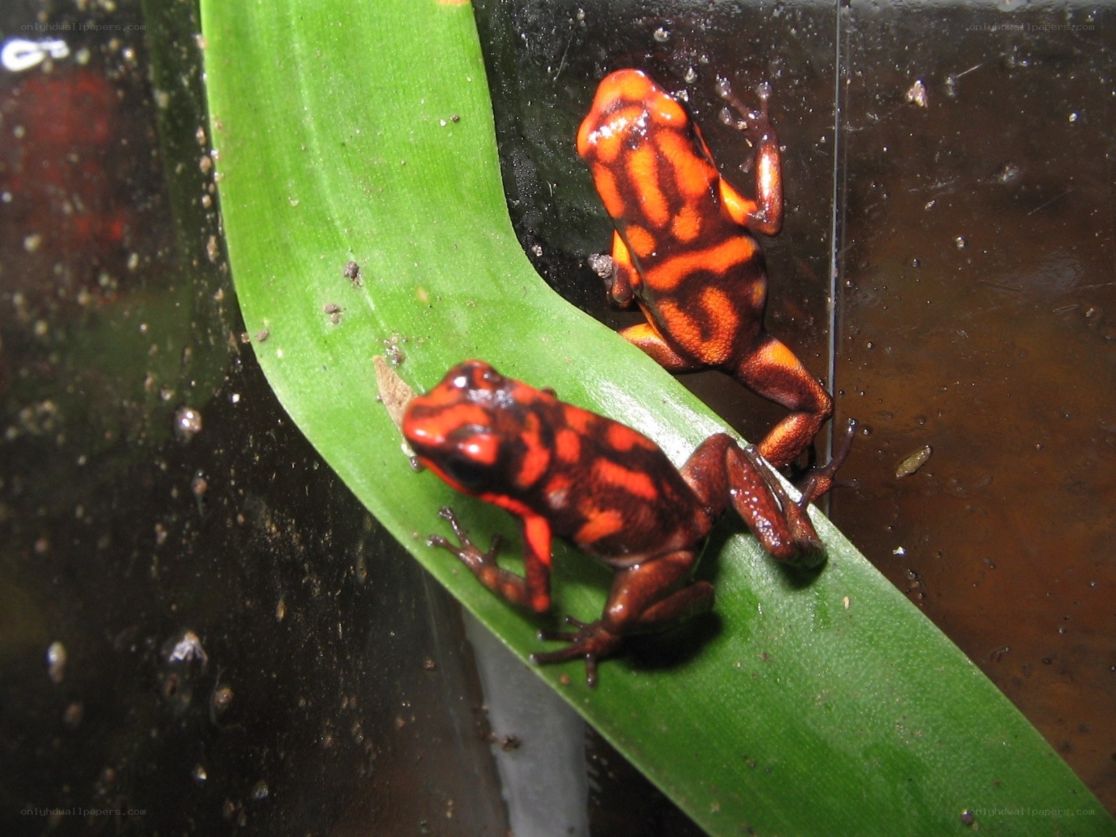 Two poison dart frogs on a leaf