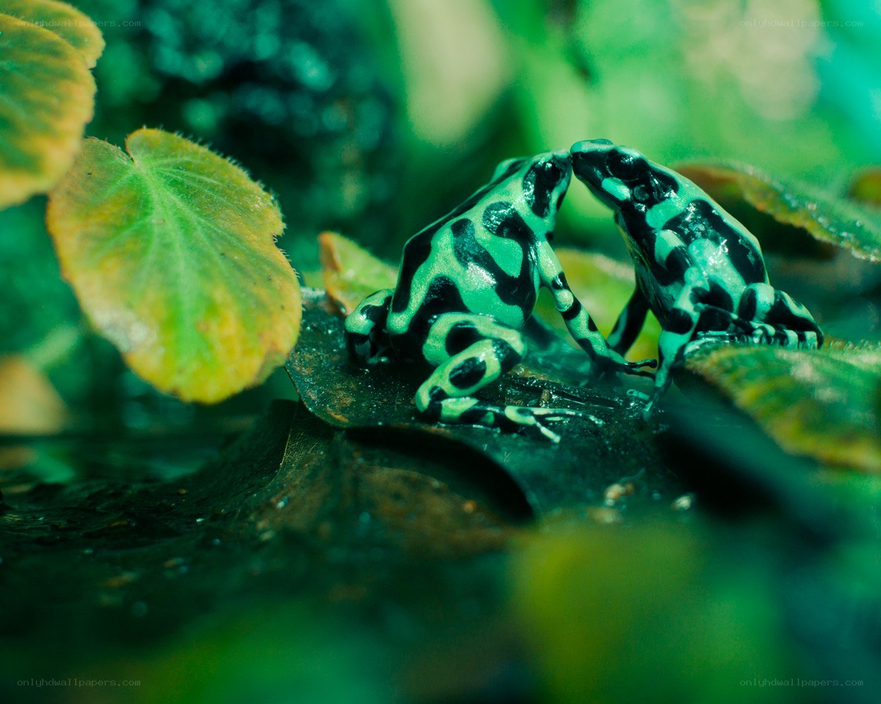 Two poison dart frogs on a leaf