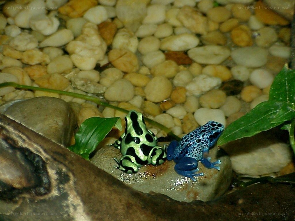 Two poison dart frogs on a rock