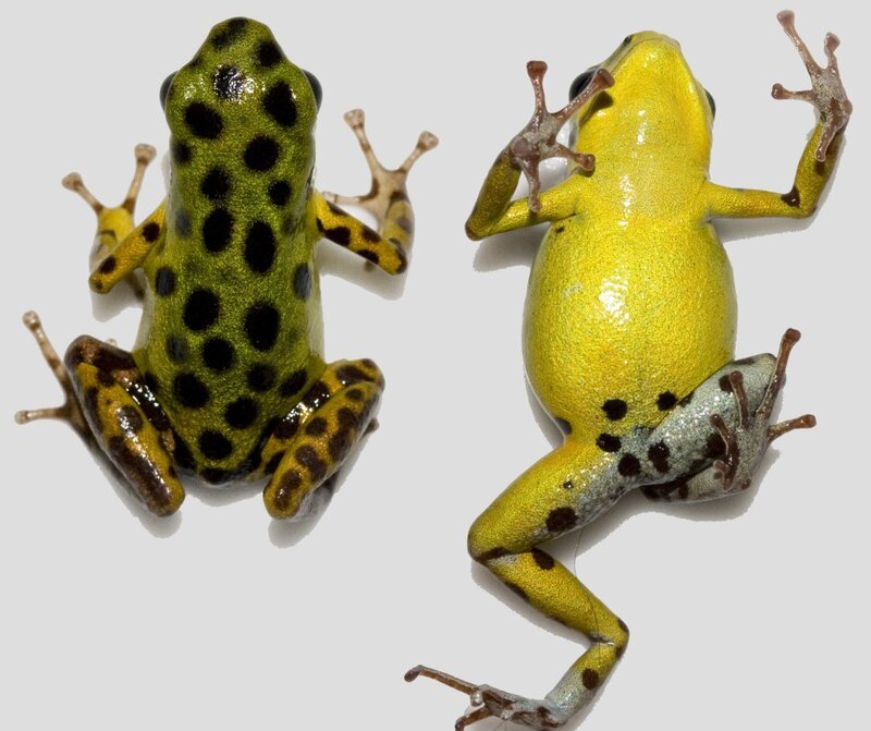 Two poison dart frogs