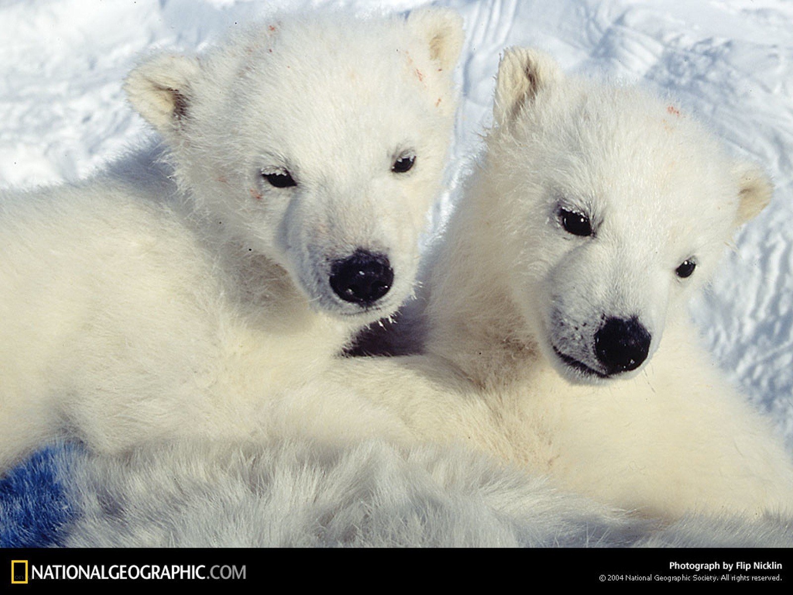 Two polar bear cubs in snow