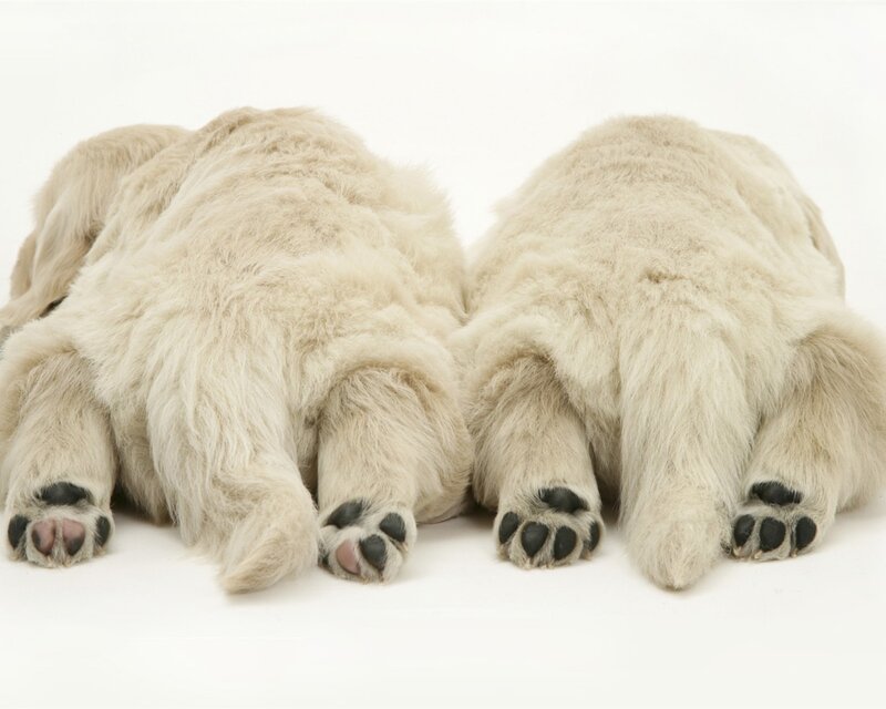 Two Polar Bear Cubs