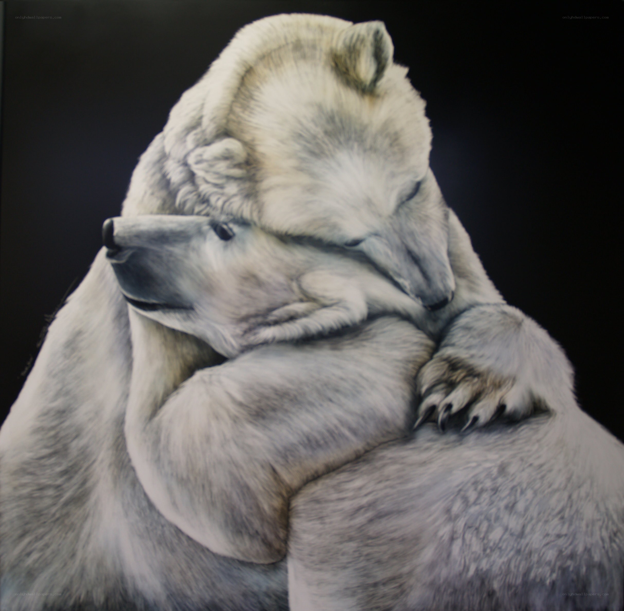 Two polar bears embracing