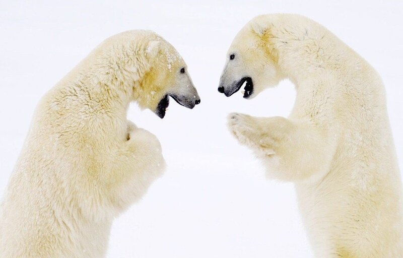 Two polar bears facing off