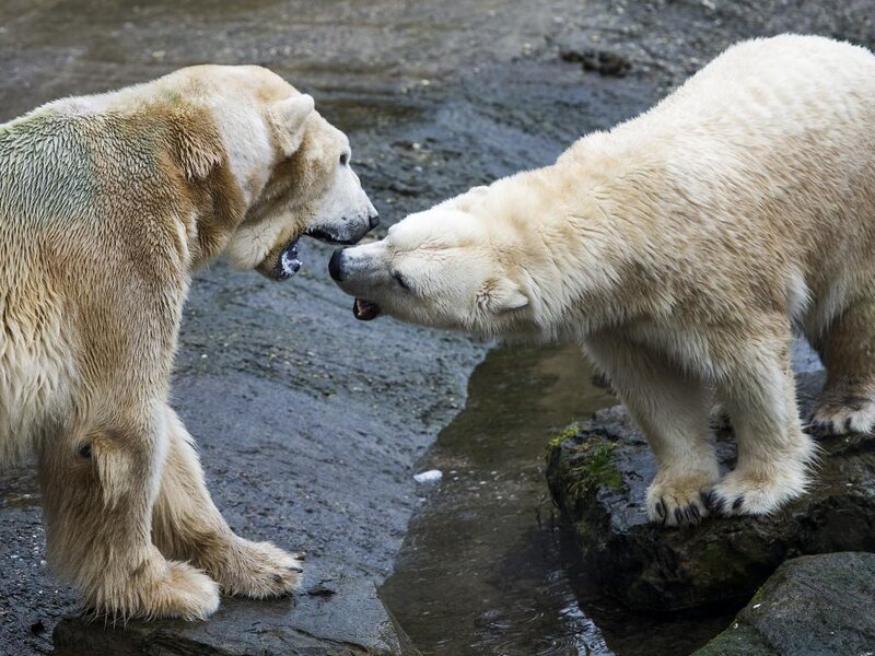 Two Polar Bears Facing