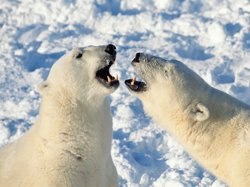 Two Polar Bears Fighting — Aggressive