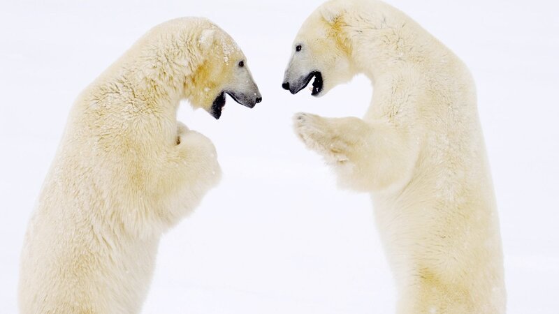 Two Polar Bears Fighting — Dramatic