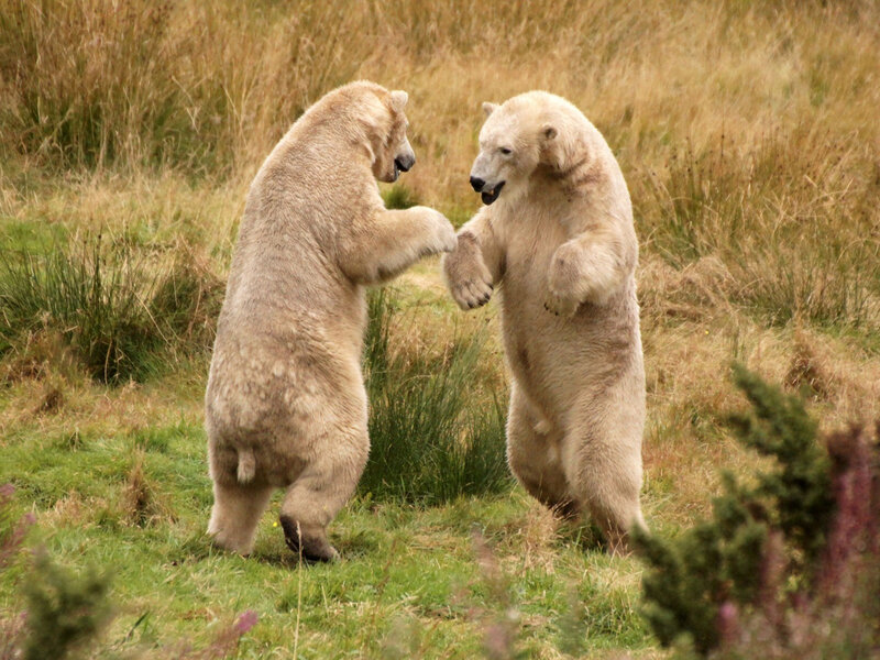 Two Polar Bears Fighting — Green