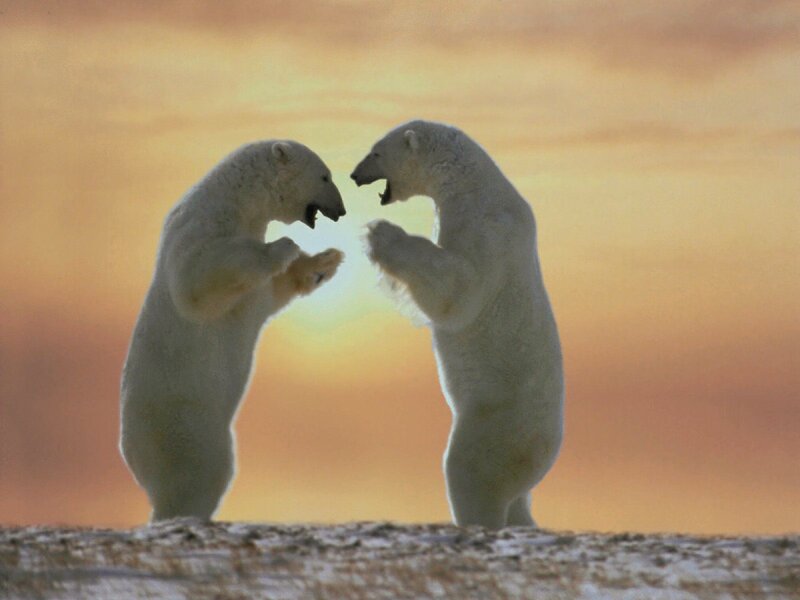 Two Polar Bears Fighting — Orange, Dramatic, Sunset, Photograph