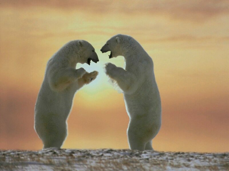 Two Polar Bears Fighting — Orange, Dramatic, Sunset