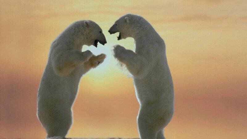 Two Polar Bears Fighting — Orange, Dramatic