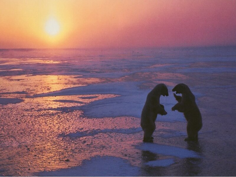 Two Polar Bears Fighting — Orange