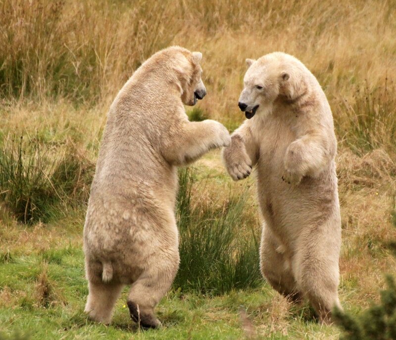 Two Polar Bears Fighting — White, Aggressive, Afternoon