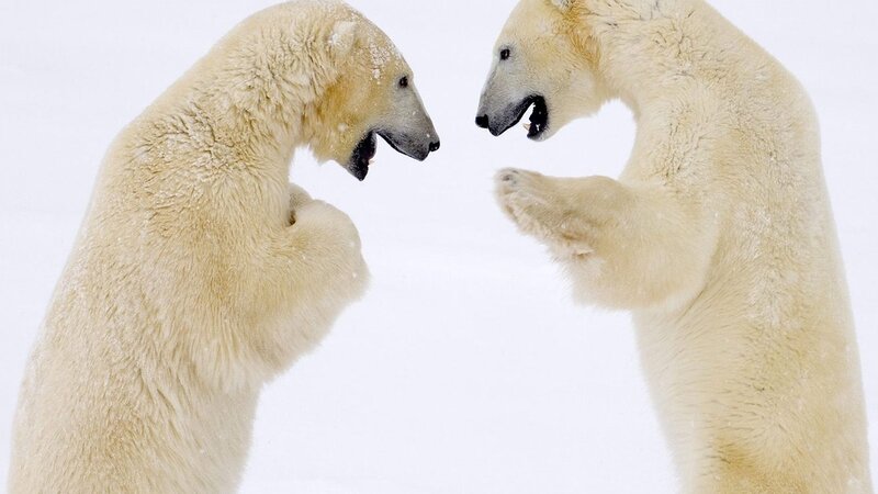 Two Polar Bears Fighting — White, Aggressive