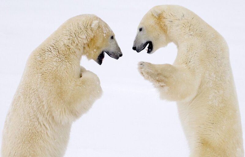 Two Polar Bears Fighting — White, Aggressive, Winter, Photograph