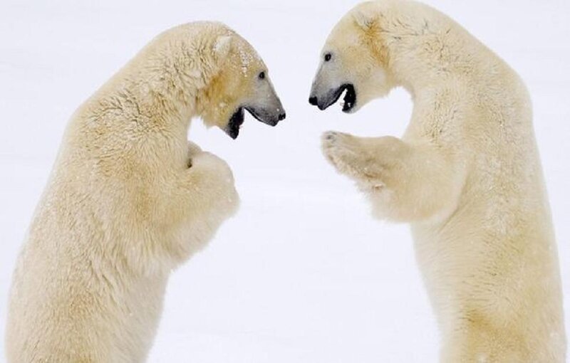 Two Polar Bears Fighting — White, Aggressive, Winter